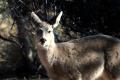 Coues Deer Fawn